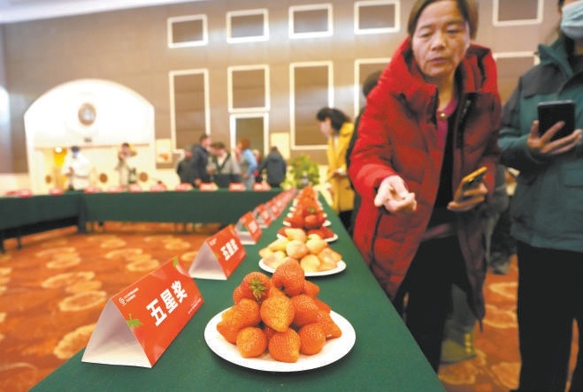 2月15日，第十一届“北京草莓之星”评选活动在昌平区九华山庄举办，京津冀三地草莓同台竞技，现场还进行直播带货，让好吃的草莓以最快速度到达百姓餐桌。