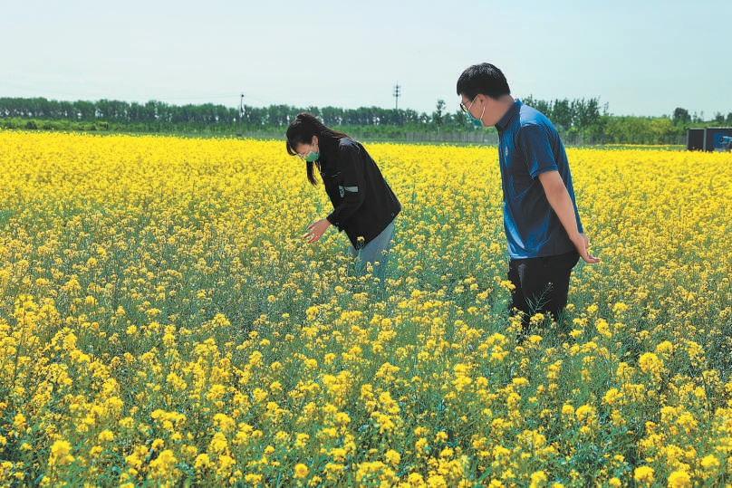 工作人员在油菜花地里查看长势。